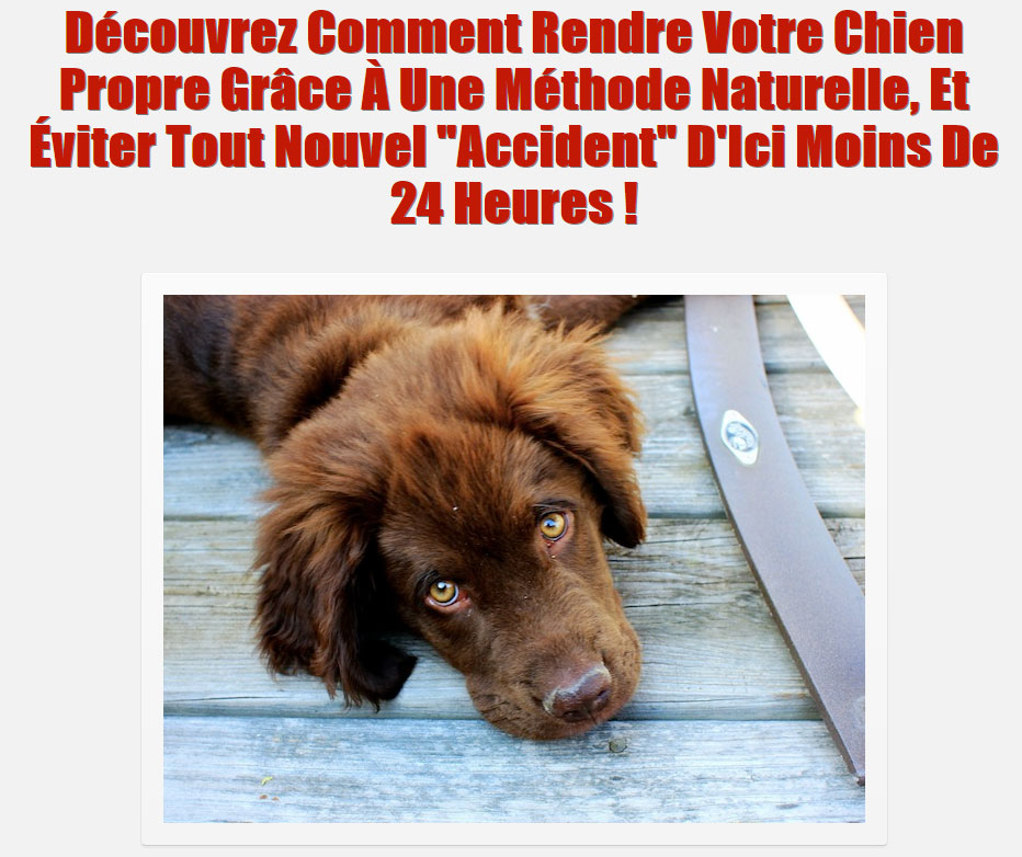 Apprenez-la-Propreté-à-Votre-Chiot-ou-Chien