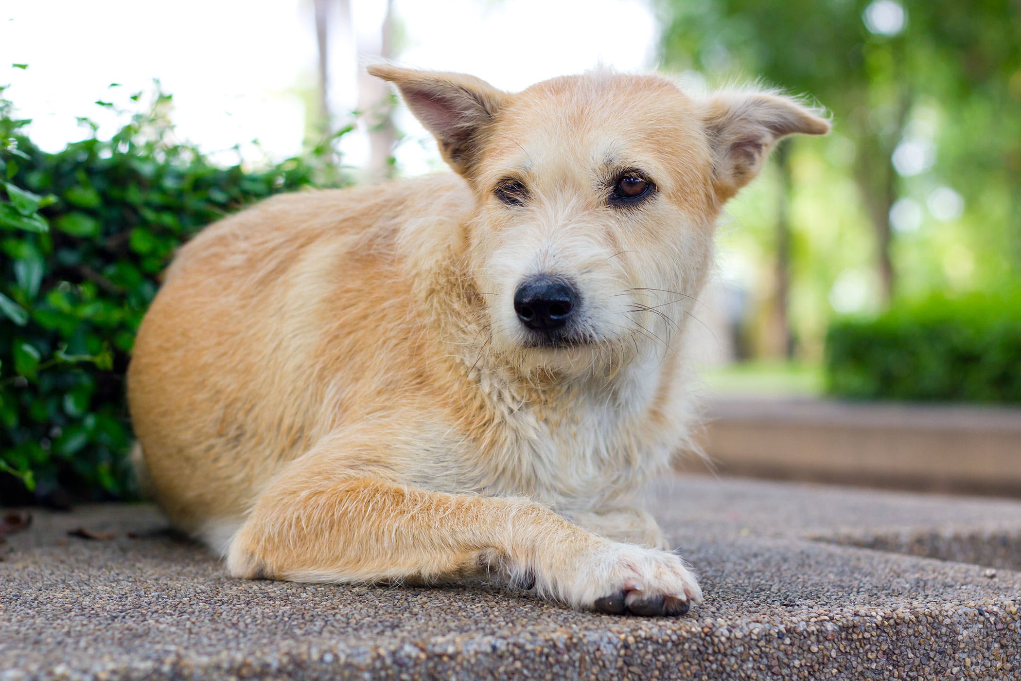 Cancer-du-foie-chez-le-chien