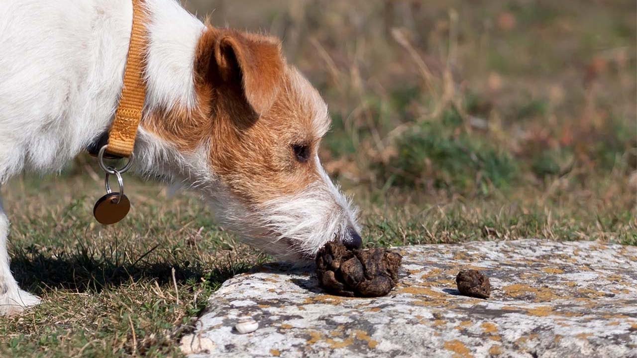 Chien-qui-mange-ses-crottes