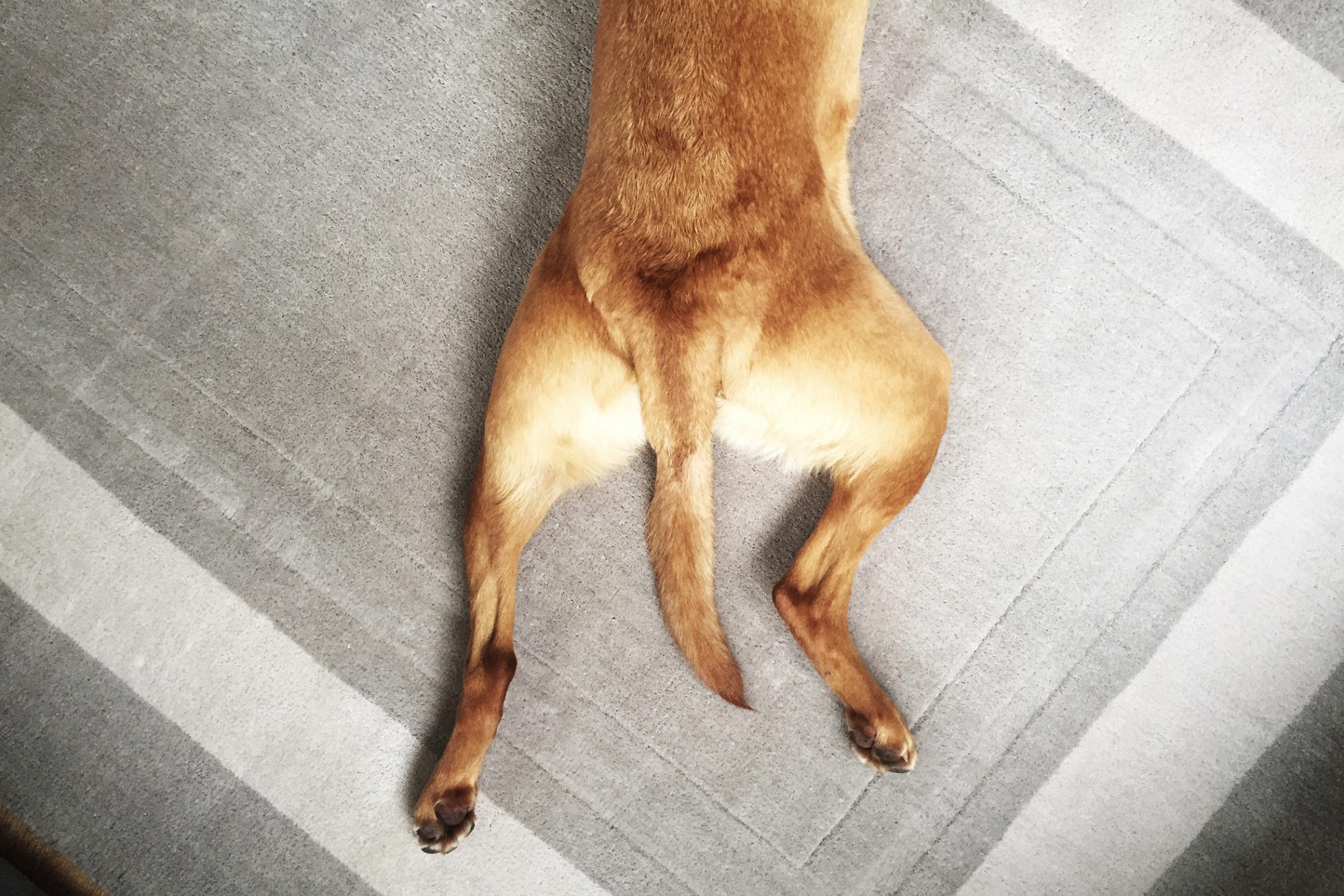 Dysplasie-de-la-hanche-chien