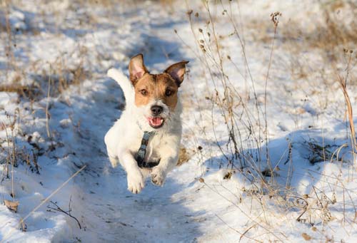 Jack-Russell-Terrier