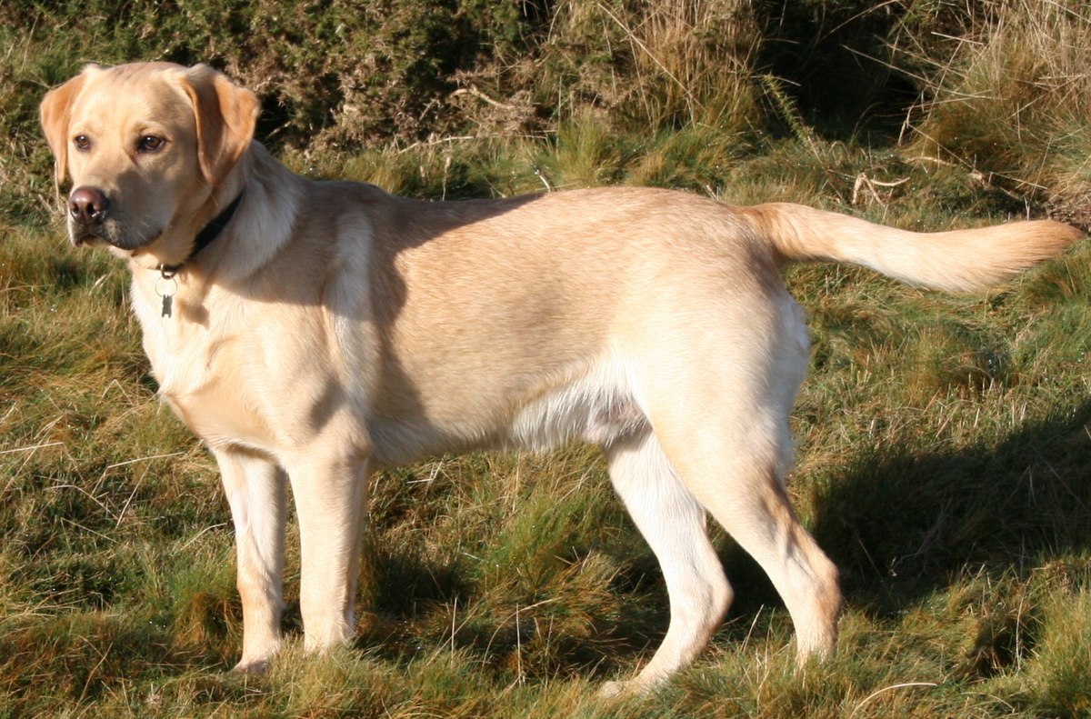 Labrador-Retriever