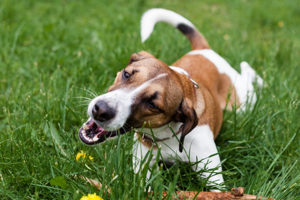 Pourquoi-les-chiens-mangent-de-l'herbe