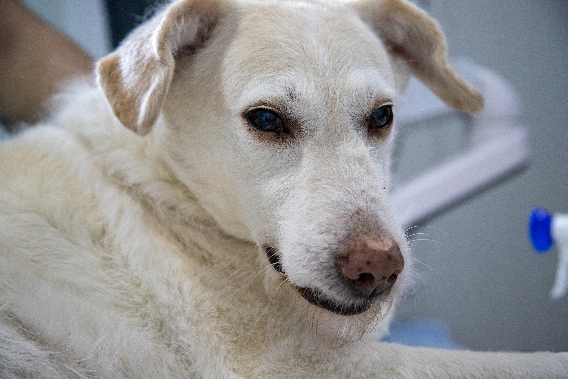 Ulcère-estomac-chien