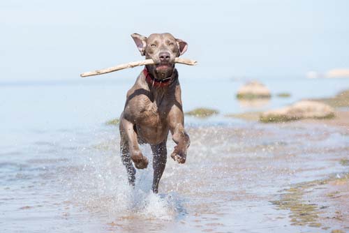 Weimaraners