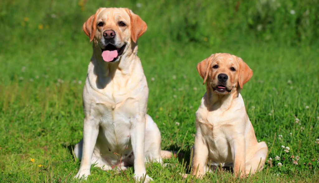 a-quel-age-un-chien-est-adulte