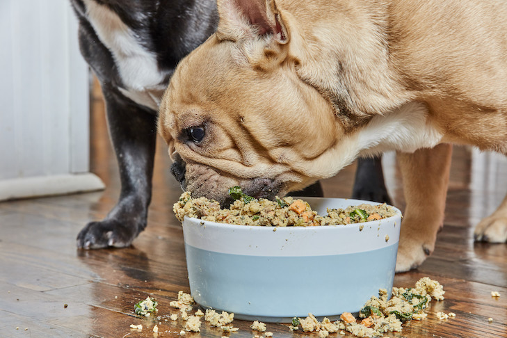 aliment-dangereux-pour-les-chiens