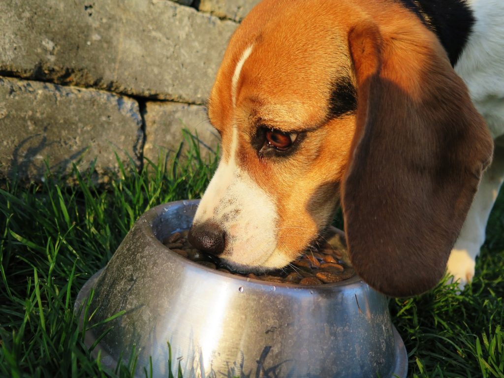 aliment-pour-chien-diabetique