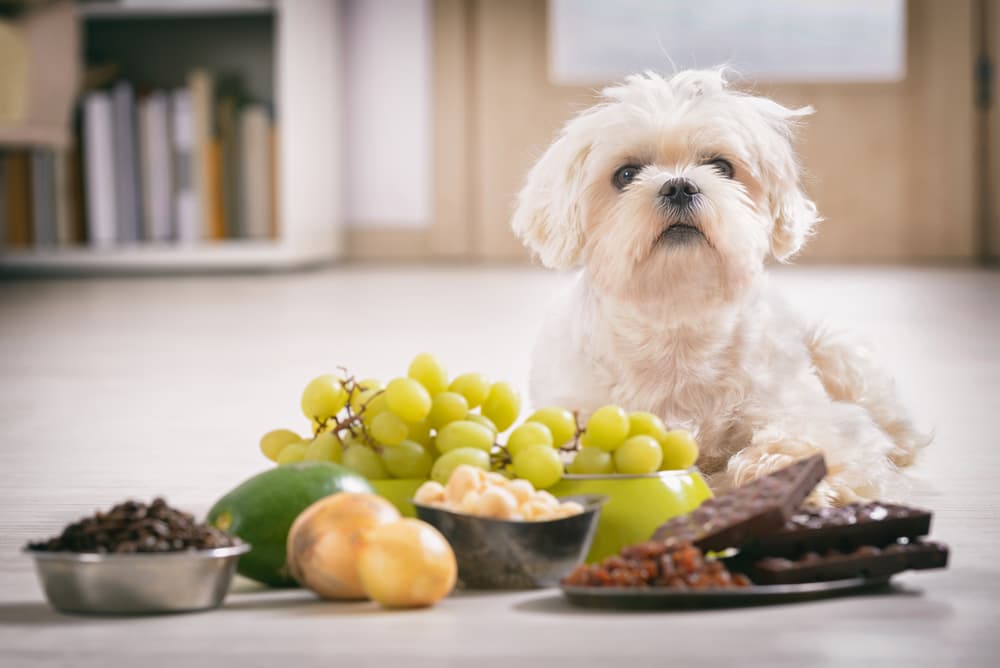 aliment-toxique-chien