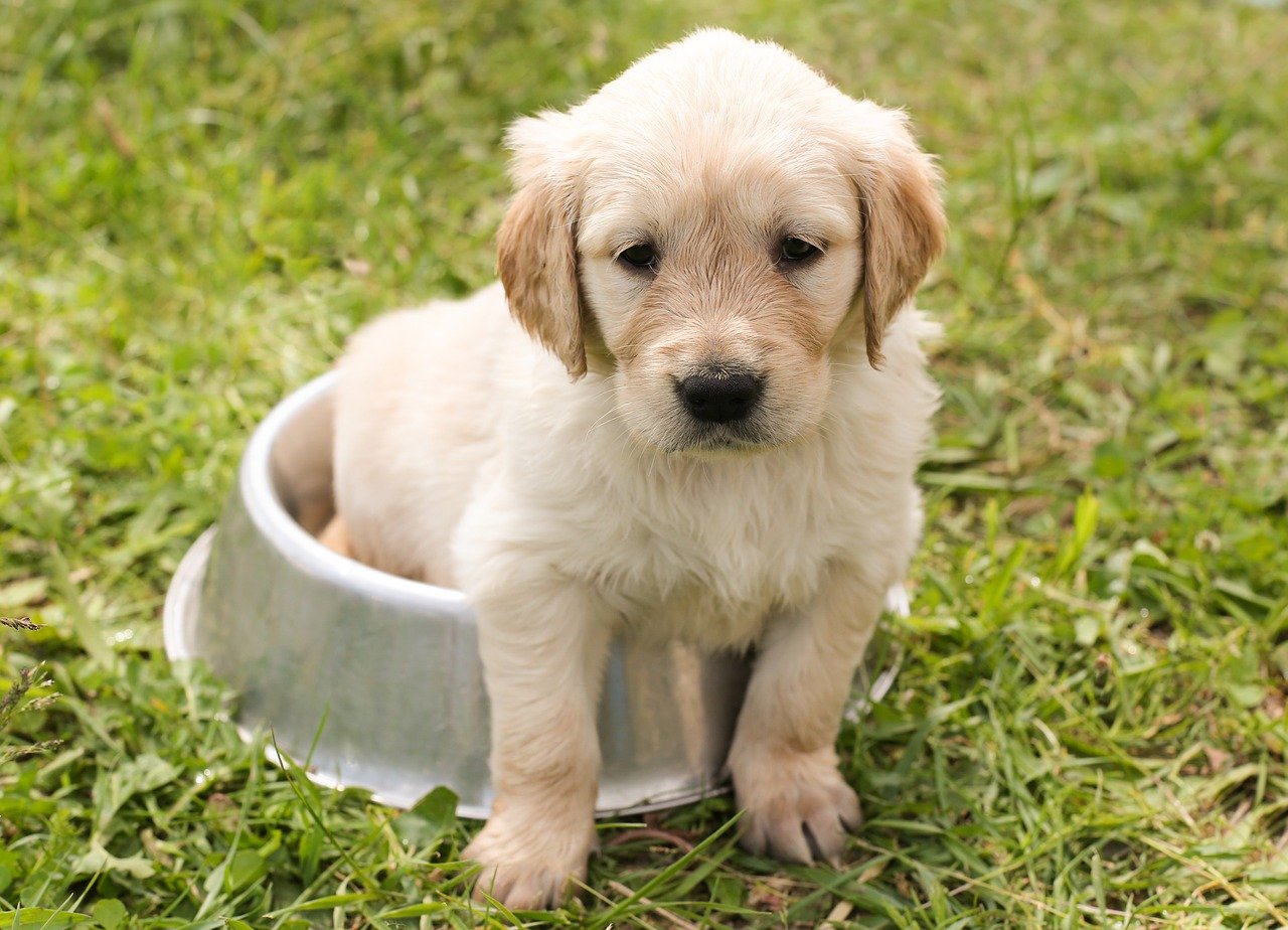 alimentation-pour-chiot