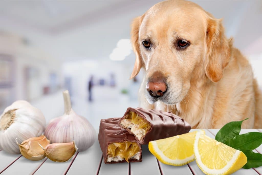 aliments-toxiques-chien