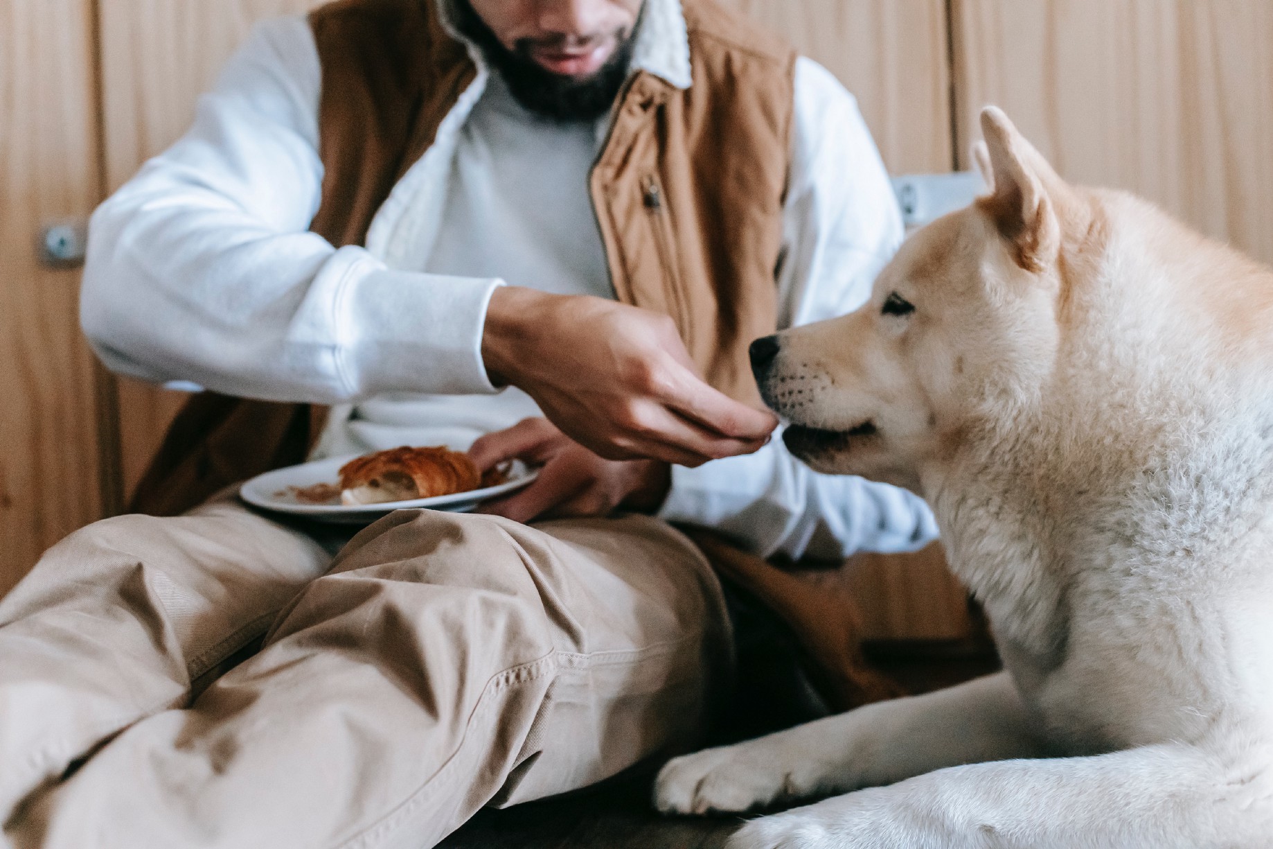 aliments-toxiques-chiens