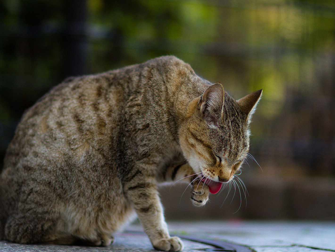 alopécie-chat