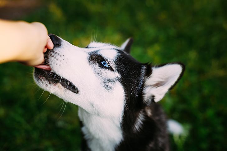 amande-pour-chien