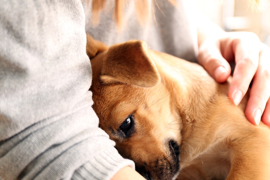 anti-stress-pour-chien