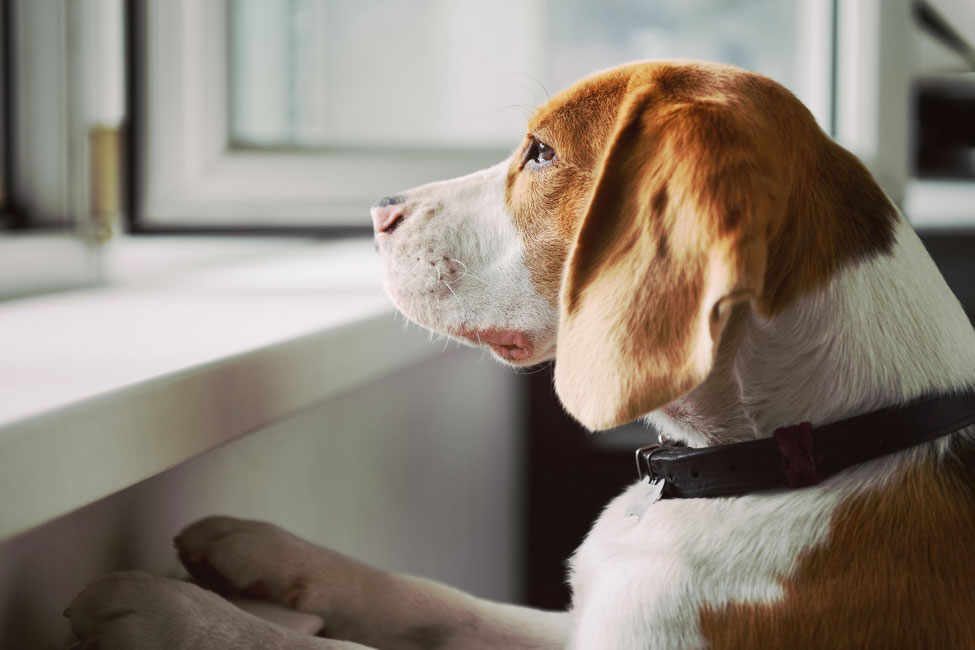 anxiété-de-séparation-chez-le-chien