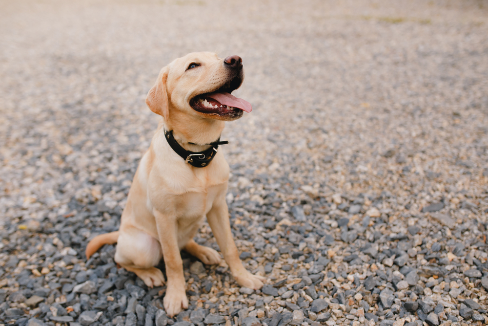 apprendre-assis-chien