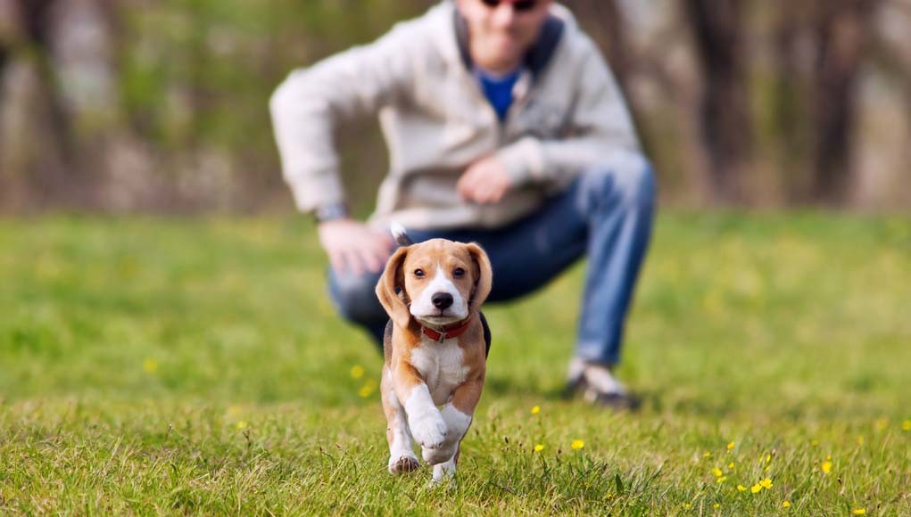 apprendre-le-rappel-à-son-chien