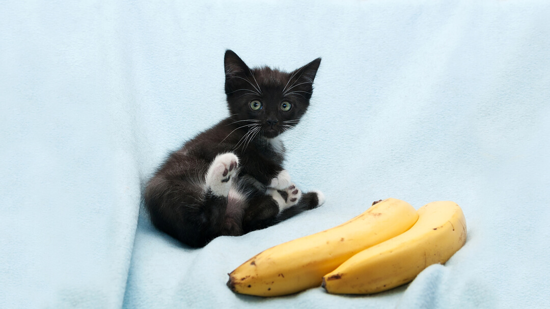 banane-chat