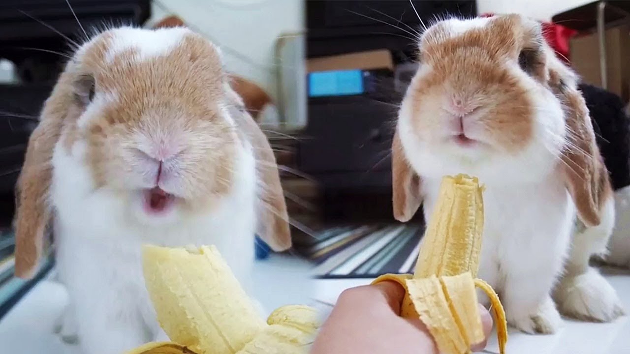 banane-lapin