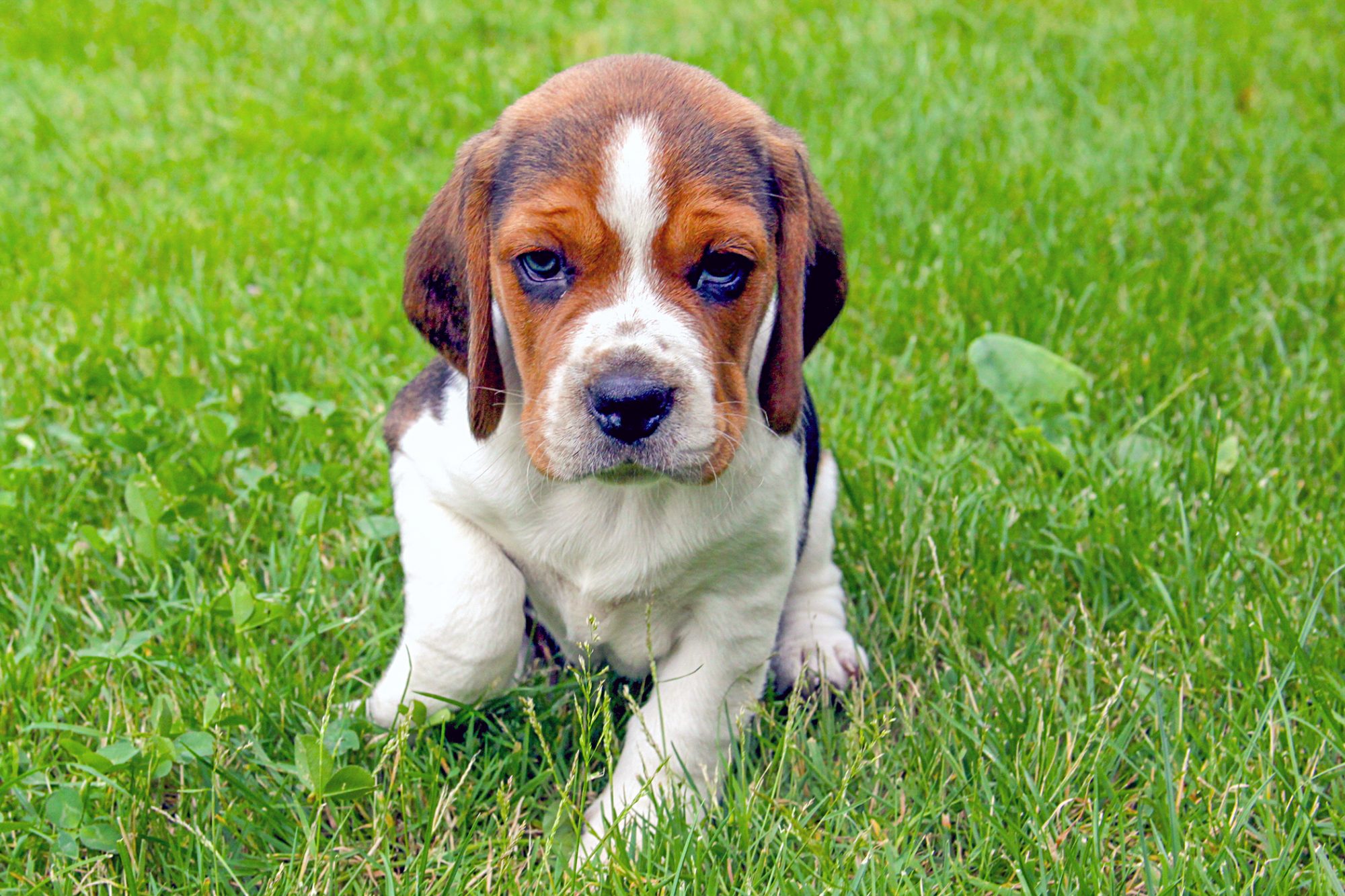 beagle