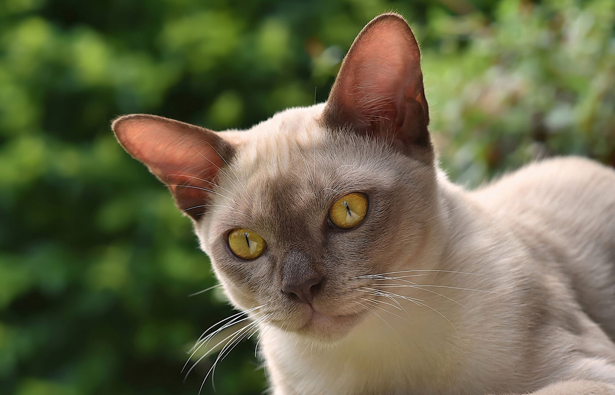 birman-chat