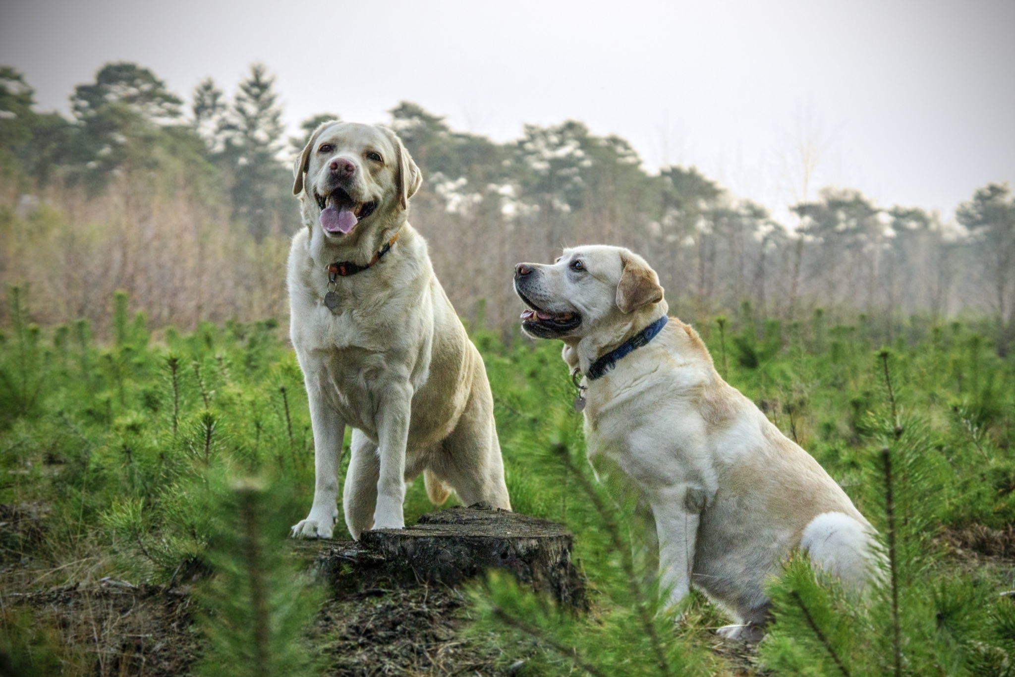 bronchite-chiens