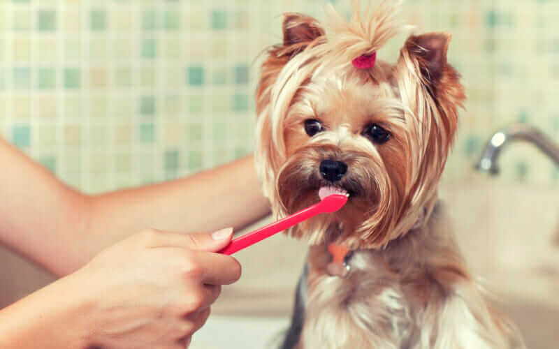 brosser-dents-chien