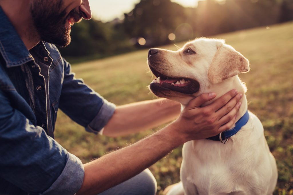 calmer-un-chien