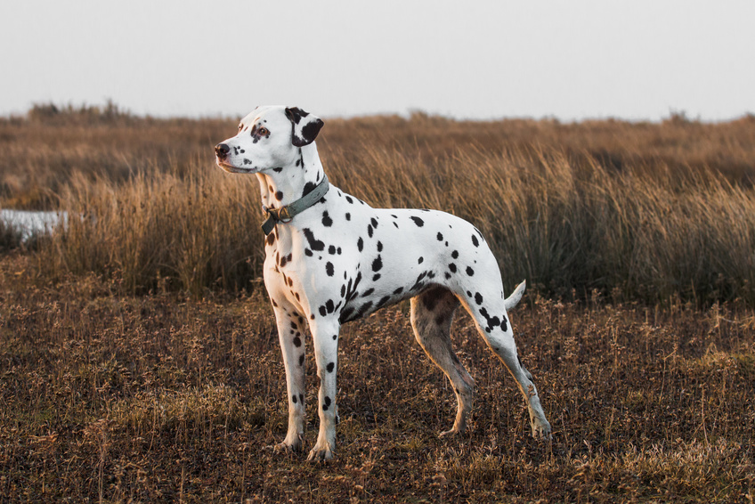 caractère-dalmatien