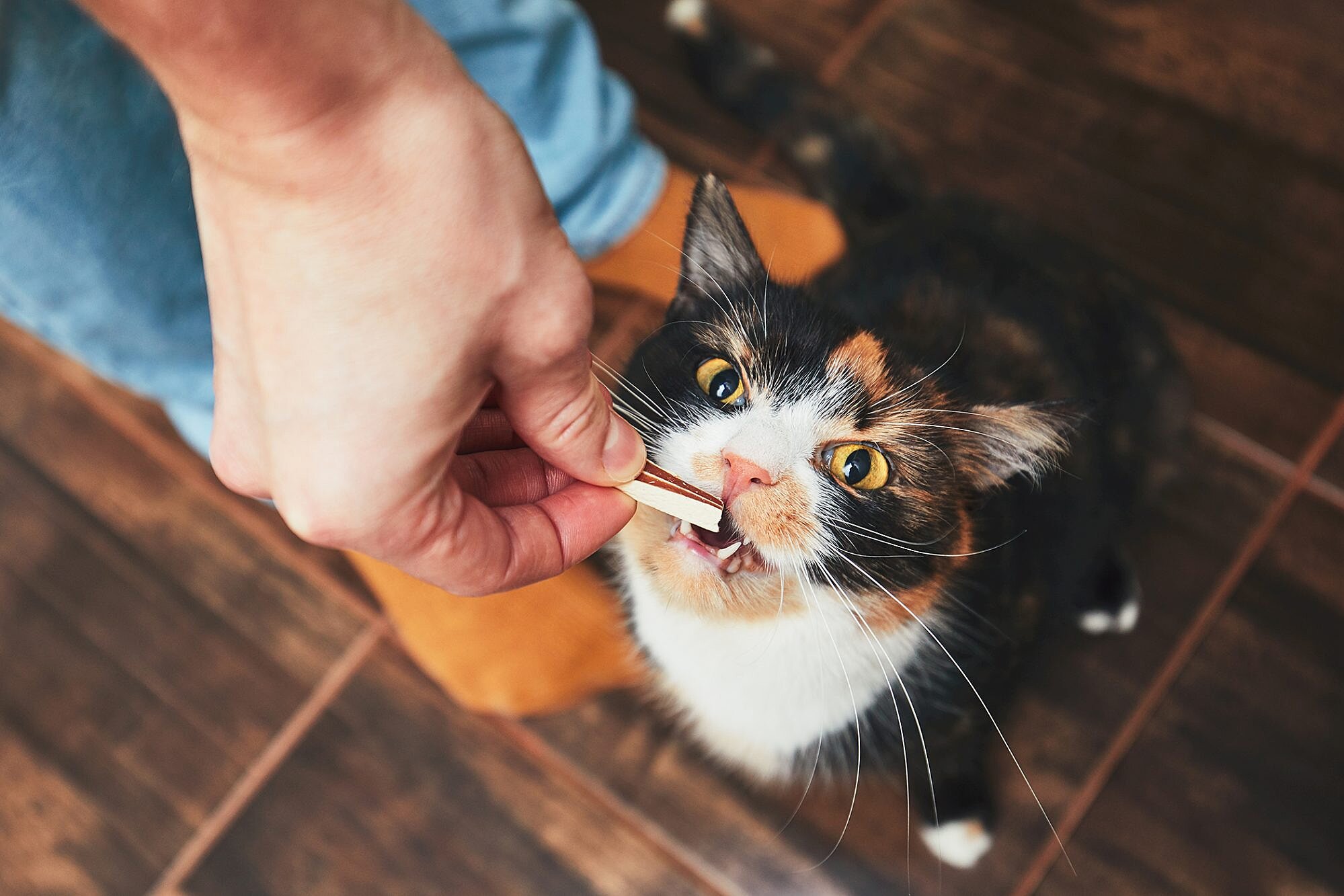 chat-aliment-toxique