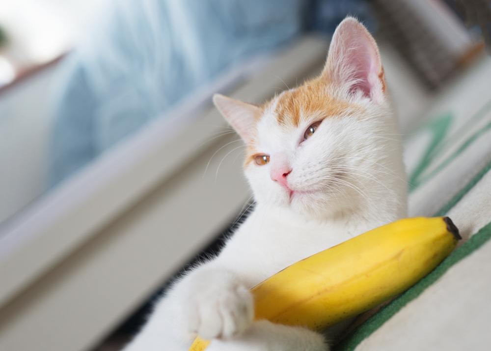 chat-banane