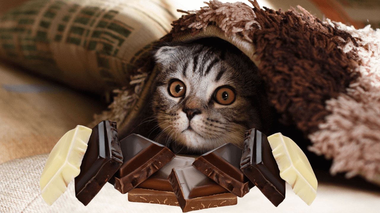 chat-chocolat