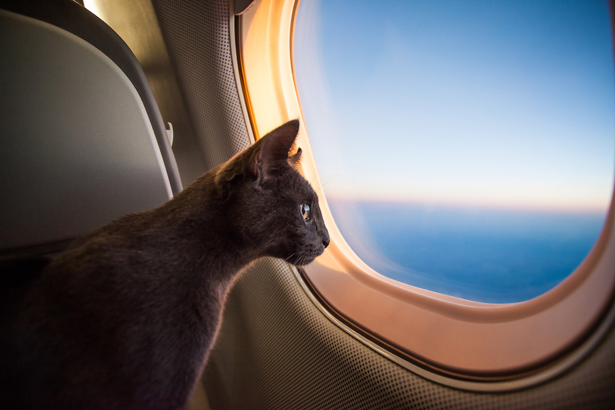chat-en-avion