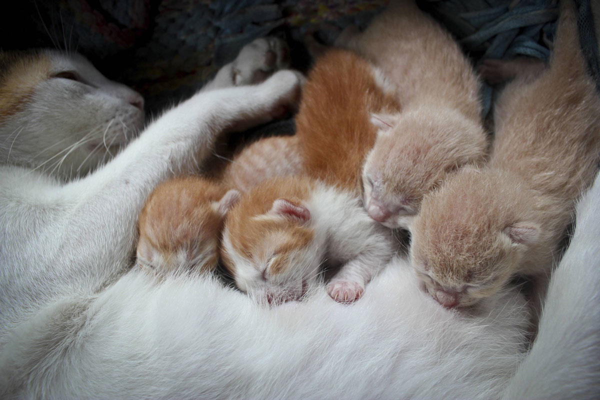 chat-enceinte