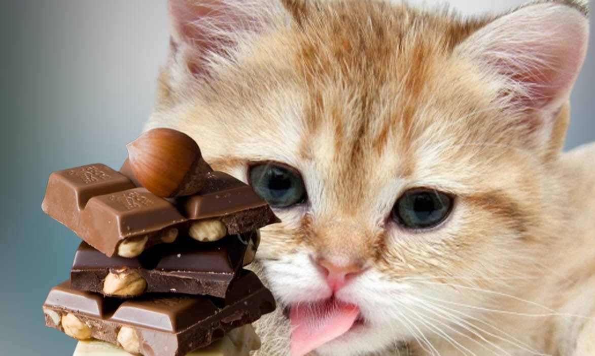 chat-et-chocolat