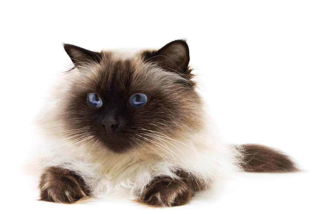 chat-himalayen
