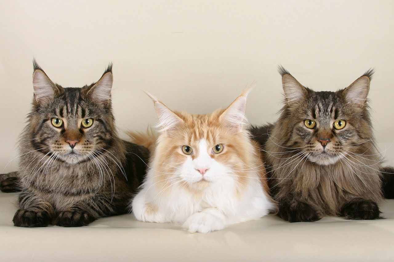 chat-maine-coon