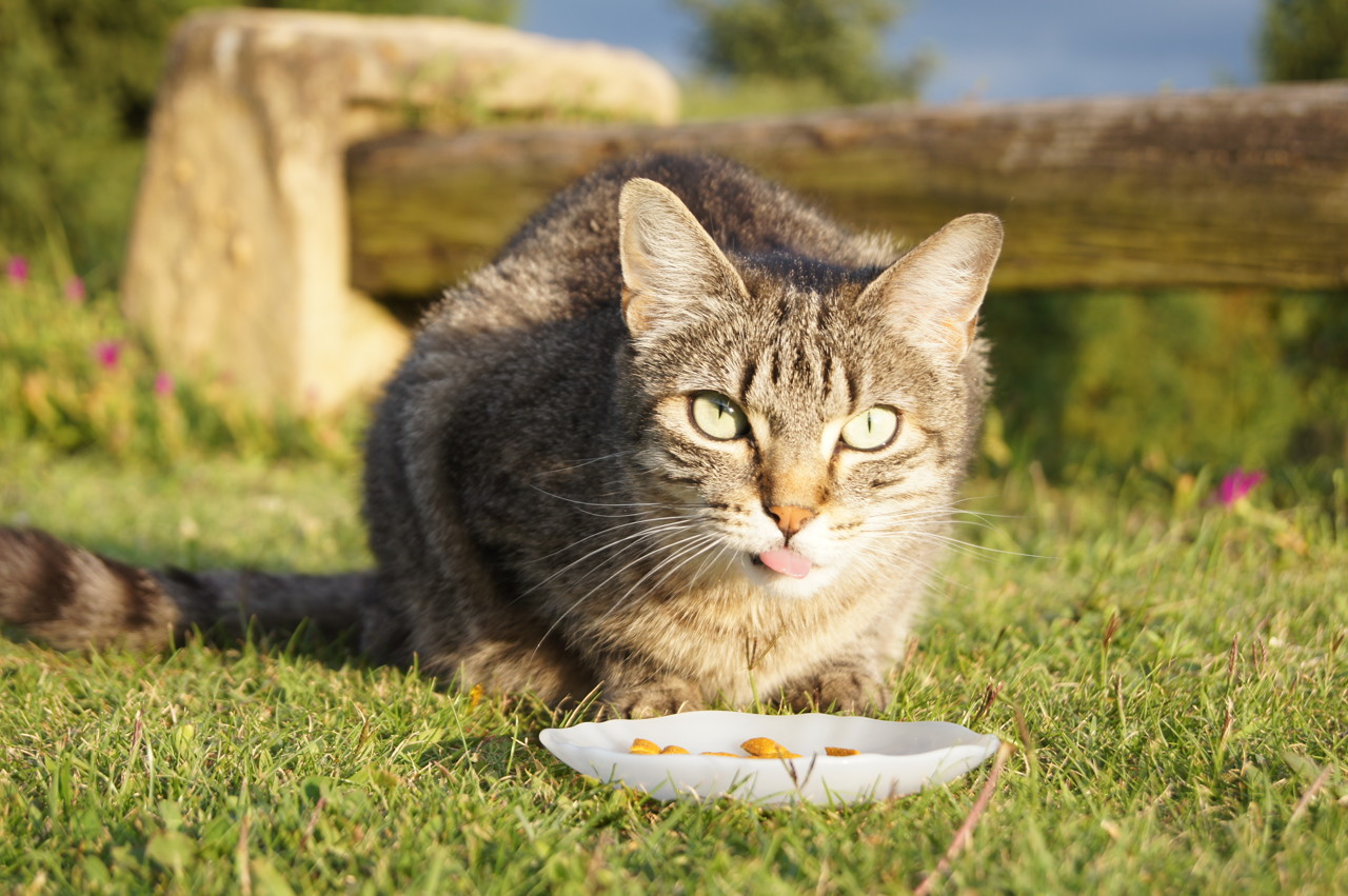 chat-mange-trop-vite