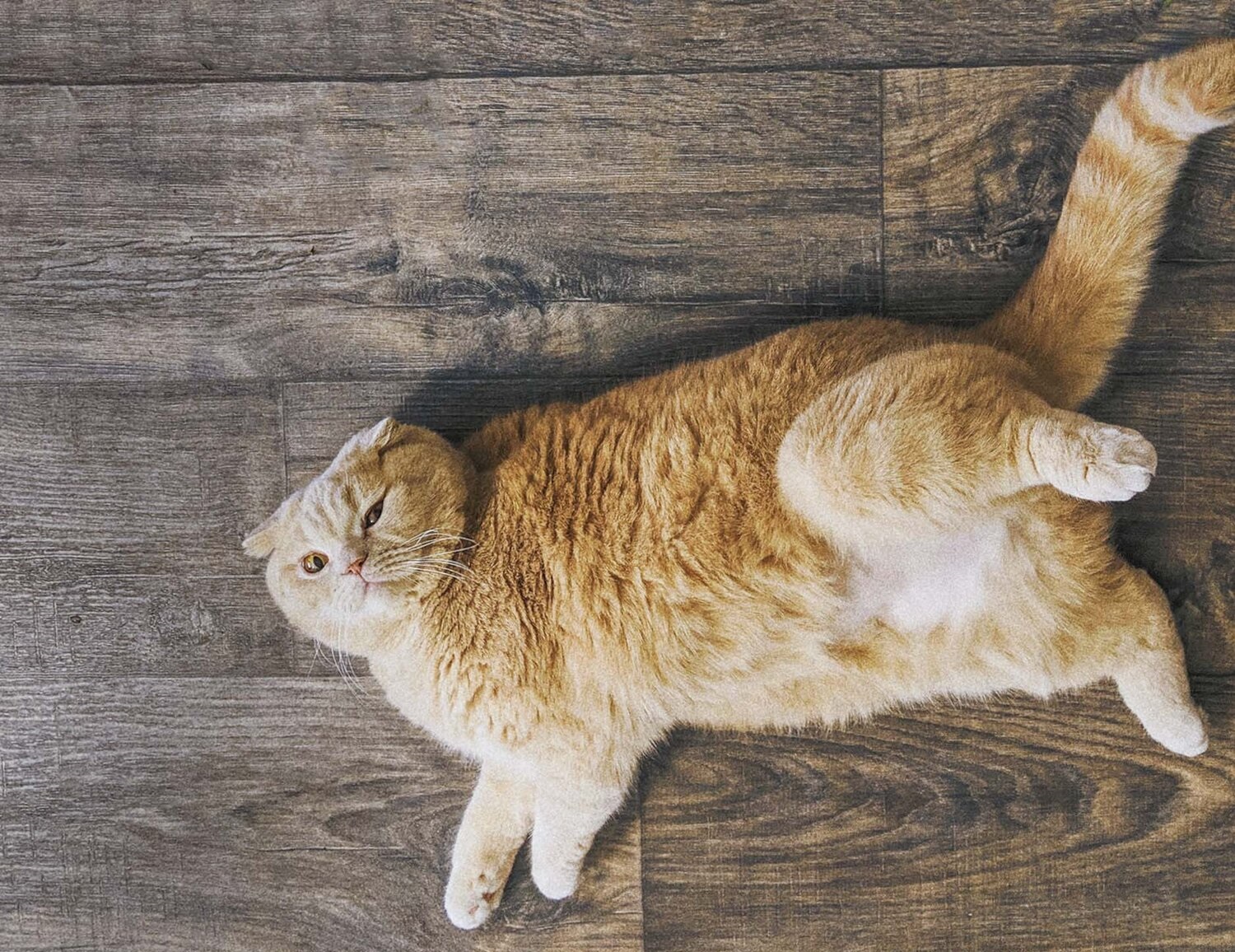 chat-obese