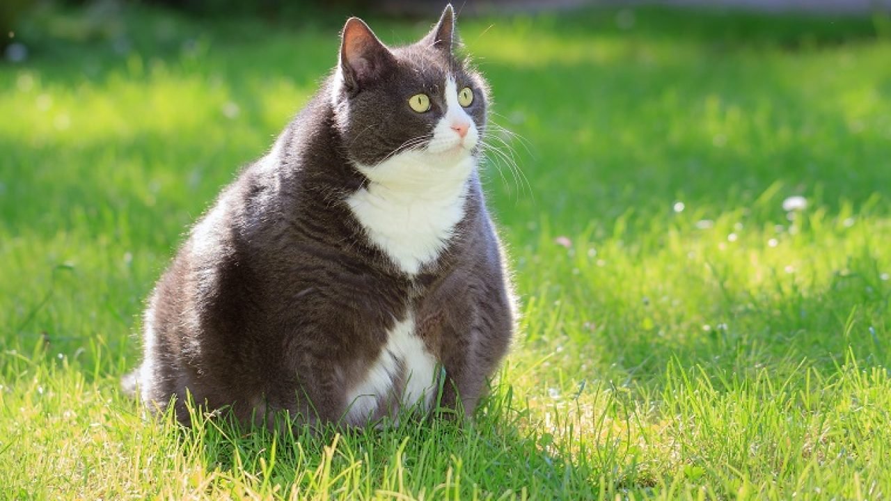 chat-obèse