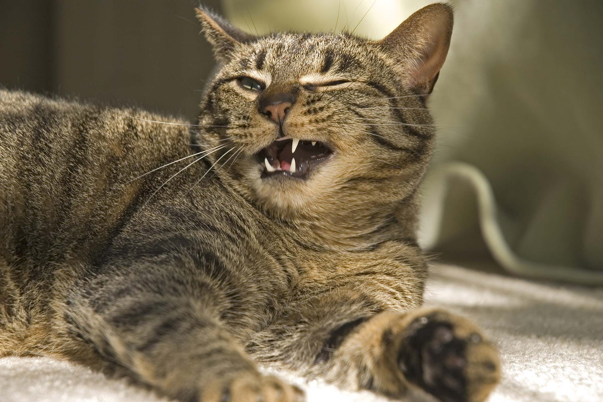 chat-pneumonie