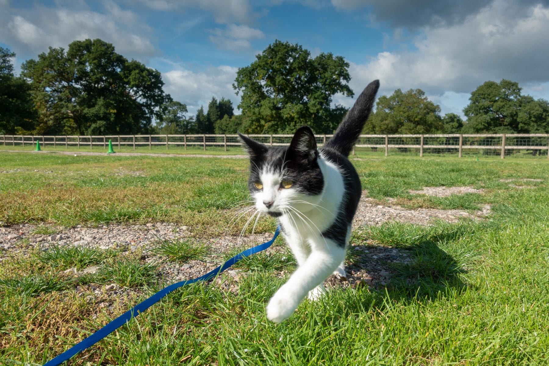 chat-qui-est-en-laisse