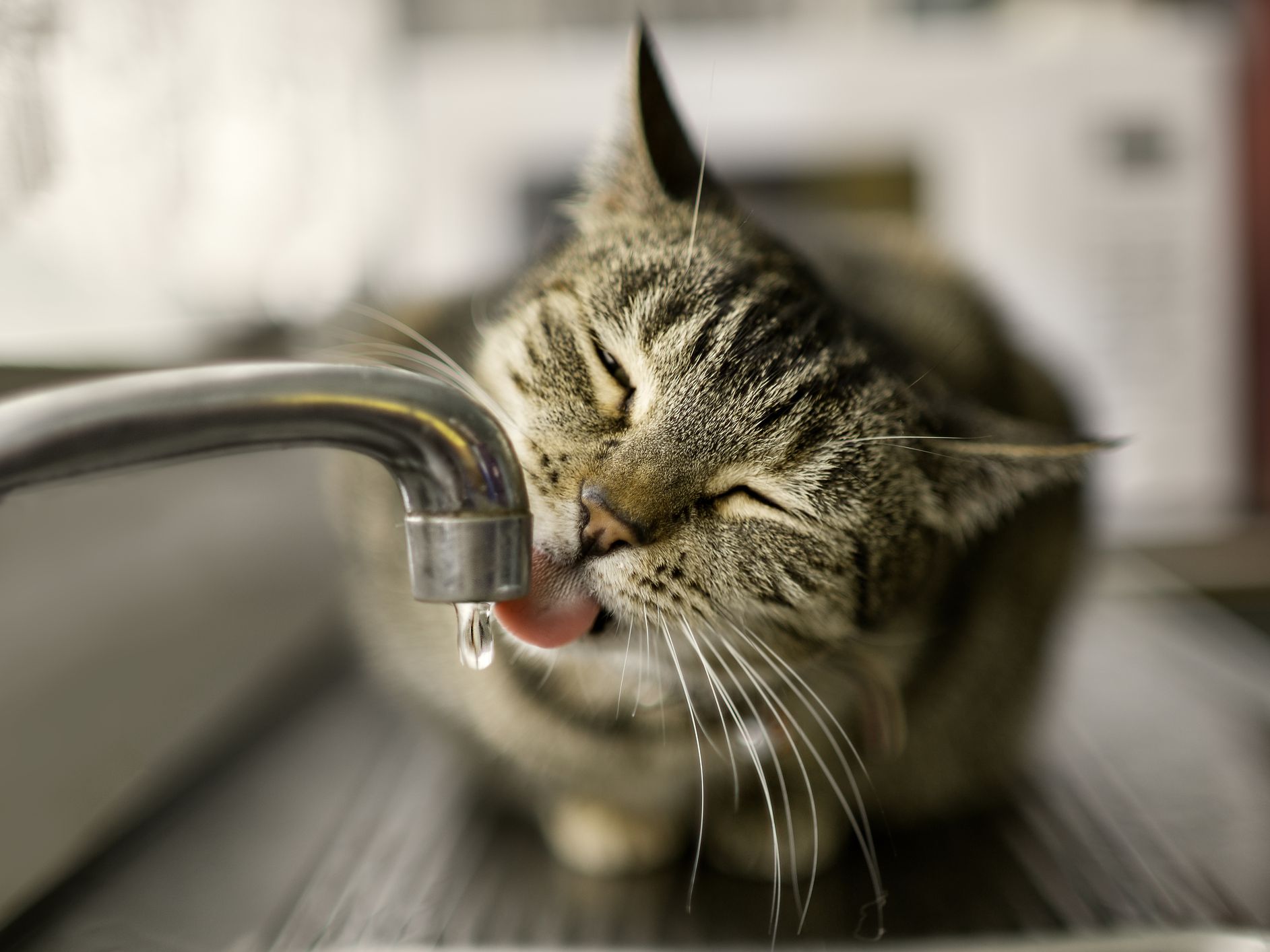 chat-qui-ne-boit-plus-d'eau