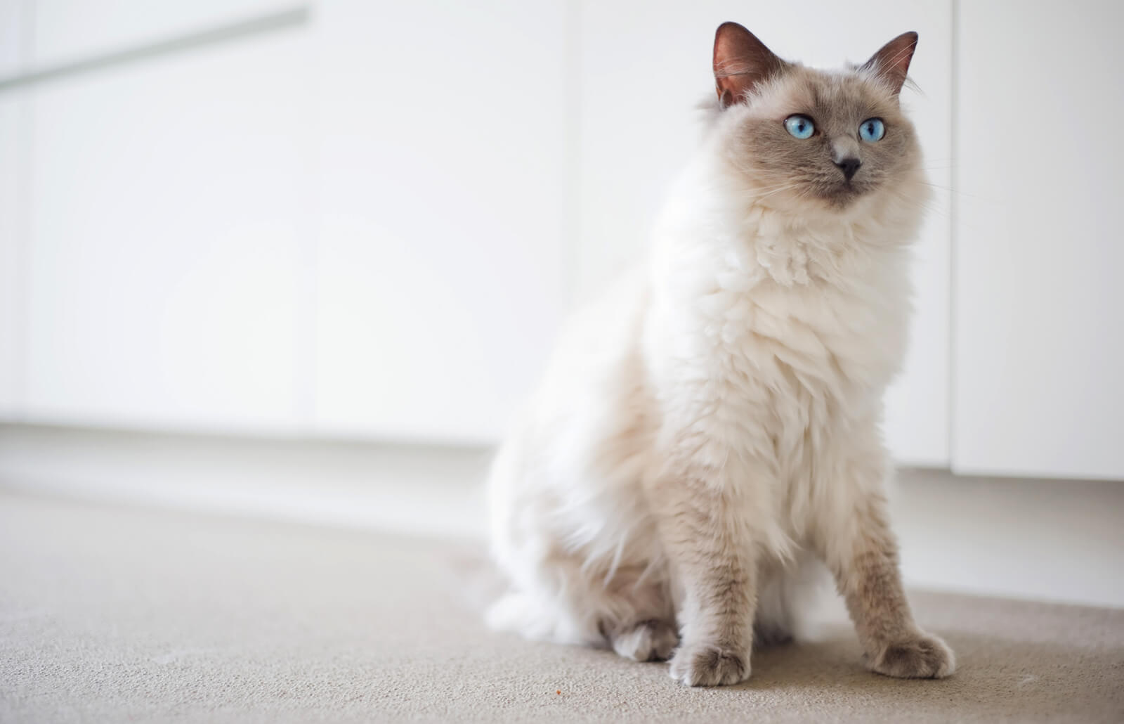 chat-ragdoll