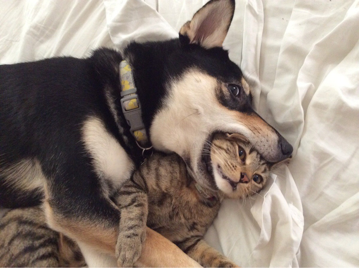 chat-vs-chien