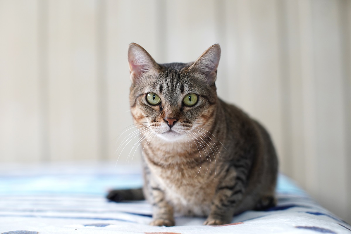 chat-yeux-rouge