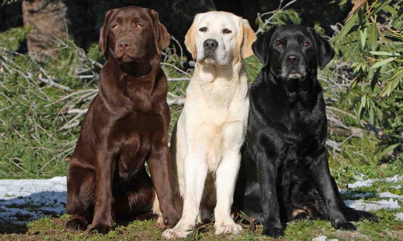 chien-Labrador-Retriever