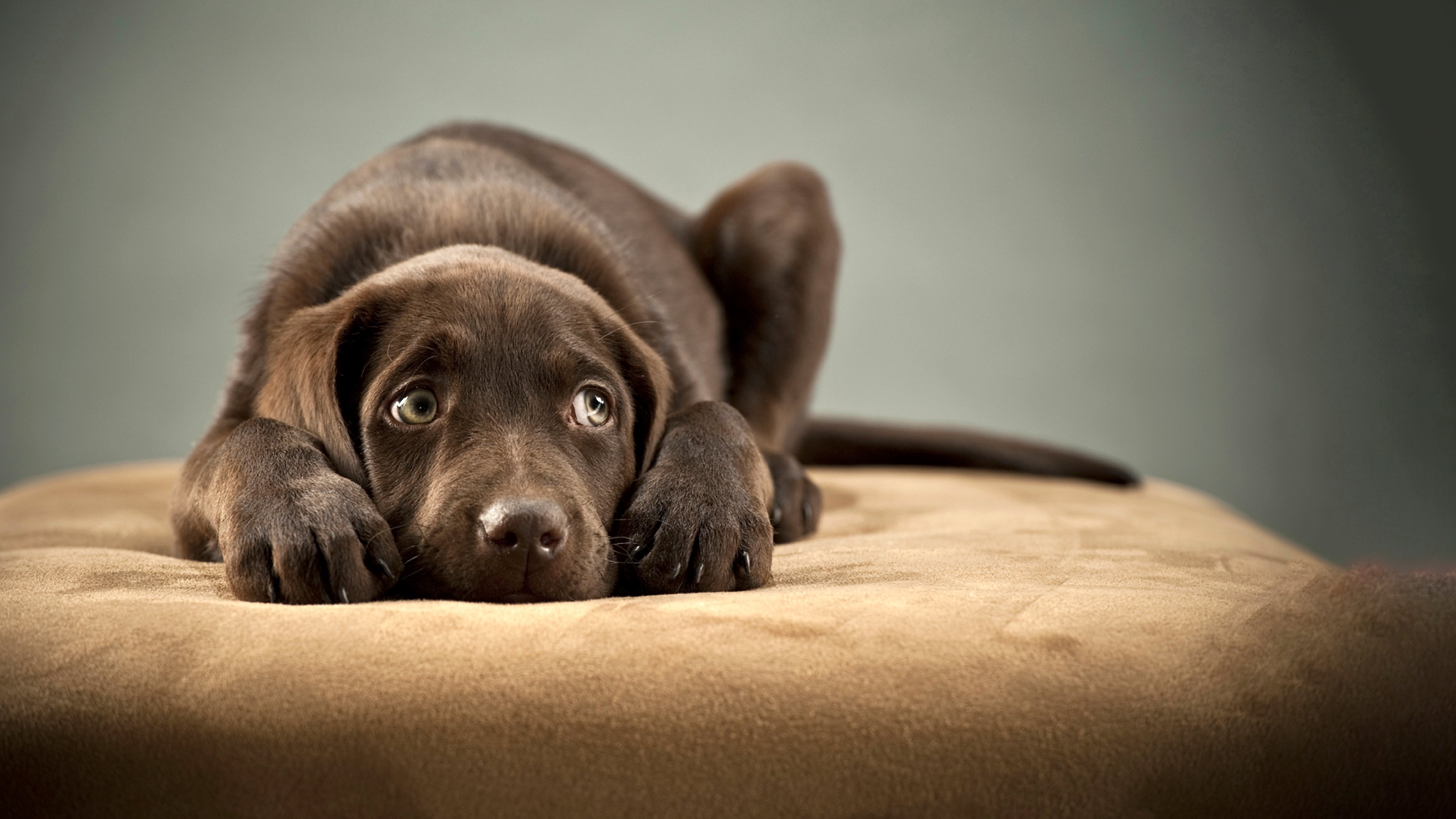 chien-anxieux-que-faire