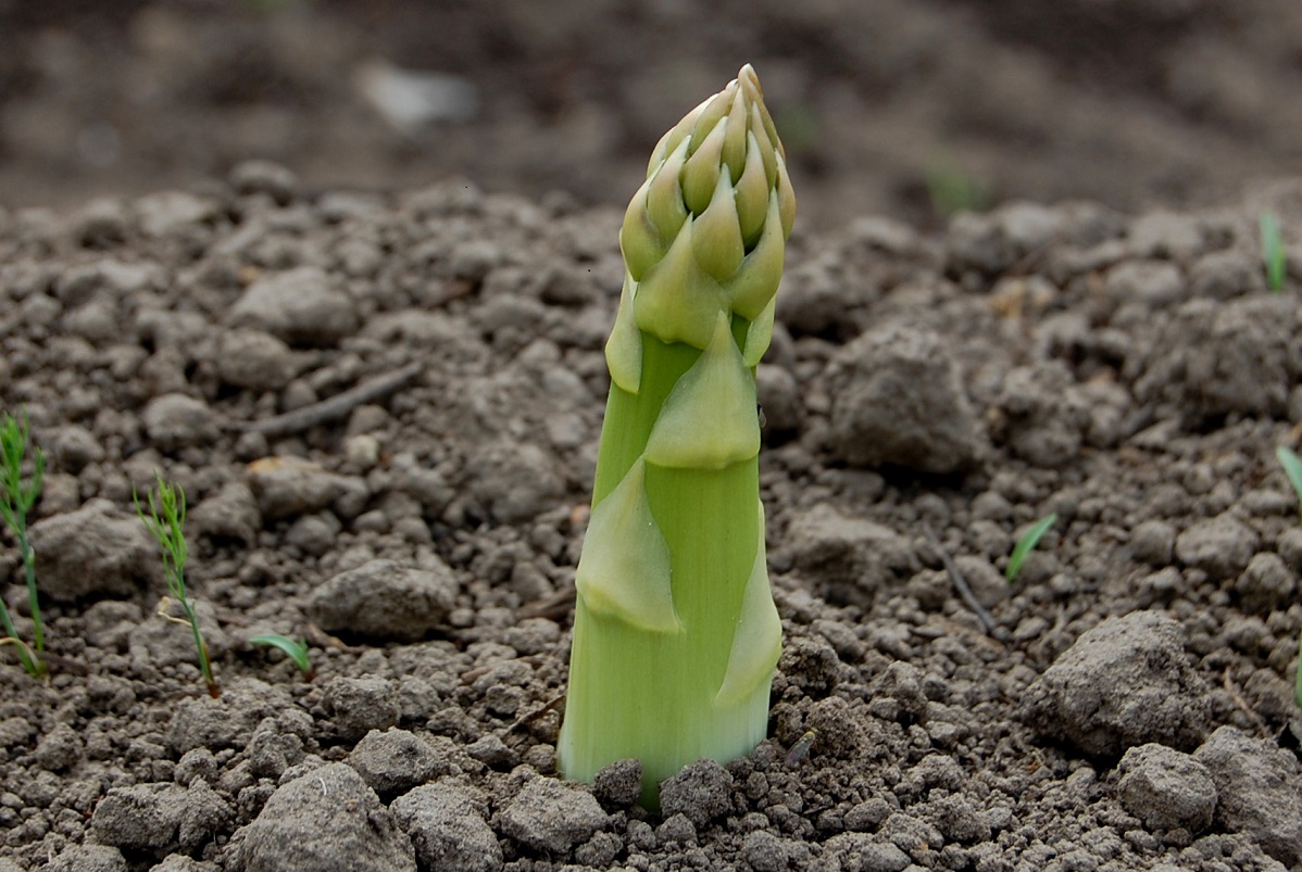 chien-asperge